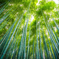 station-vegetale-bambo-bambouseraie-technologie-assainissement-bamboo-for-life