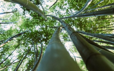 Différences entre Bambou-Assainissement® et filtre planté de roseaux